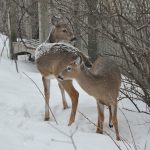 Deer in the snow image