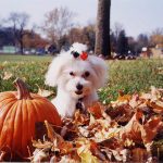 Maltese puppy in leaves image