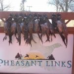 pheasant hunting image
