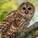 barred owl image