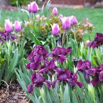 Cherry garden miniature iris