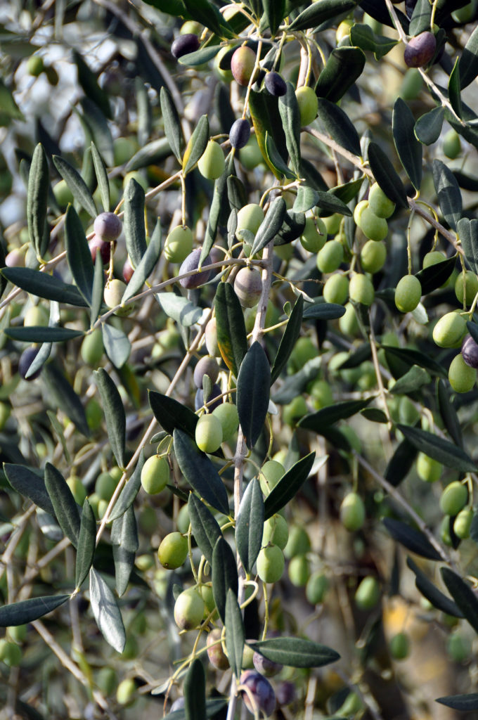 olive trees at the agriturismo