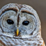 barred owl closeup