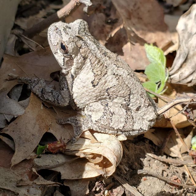 I was cleaning the garden today and this little guy appeared. Almost didn't see him with his coloring and pattern. #mysoulpassion, #gardens, #gardenwithkids, #gardening, #gardengatemagazine, #frog, #amphibians,