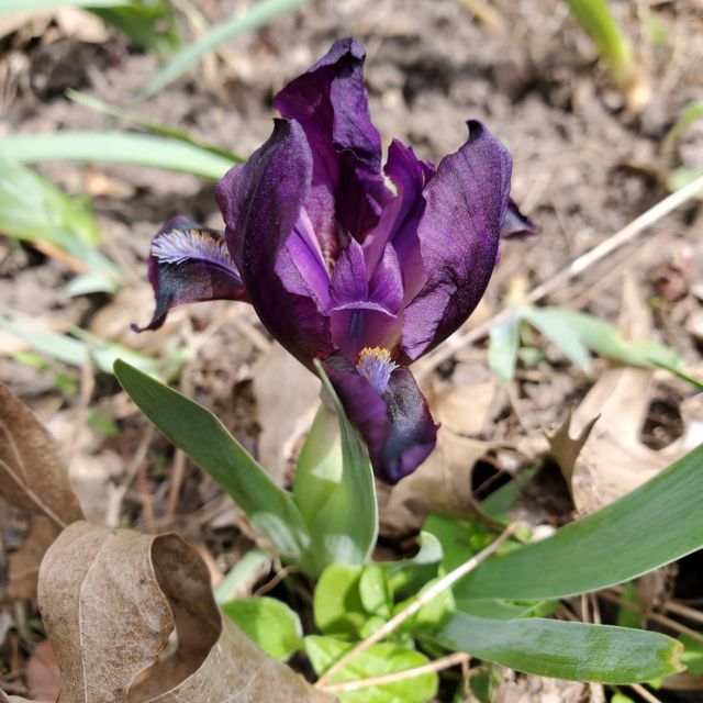 This miniature iris is only 5 to 6 inches tall and is absolutely gorgeous. #gardens, #gardening, #gardeninspiration, #gardenflowers, #gardengatemagazine, #iris,