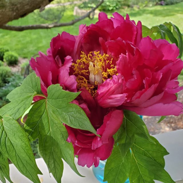 This tree peony bloom is gorgeous and huge at 10 inches. #flowers, #gardens, #gardening, #gardenflowers, #gardeninspiration, #gardengatemagazine, #mysoupassion,
