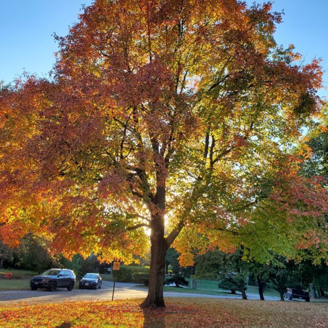 I love the colors of autumn! #autumnleaves, Visit mysoulpassion.com for more great images #gardeninspiration, #gardens, #fallcolors,